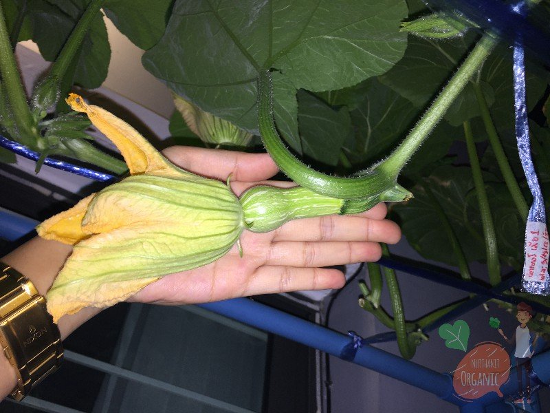 ปลูกฟักทองญี่ปุ่น ครั้งแรกก็ได้กิน