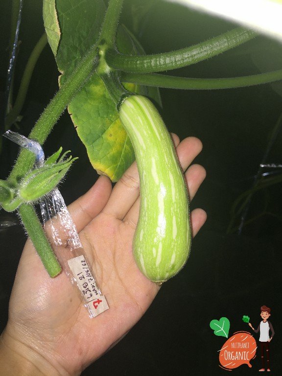 ปลูกฟักทองญี่ปุ่น ครั้งแรกก็ได้กิน