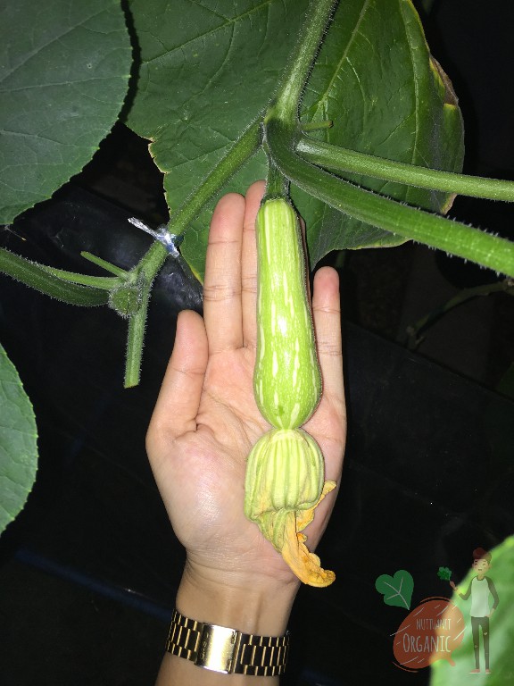 ปลูกฟักทองญี่ปุ่น ครั้งแรกก็ได้กิน