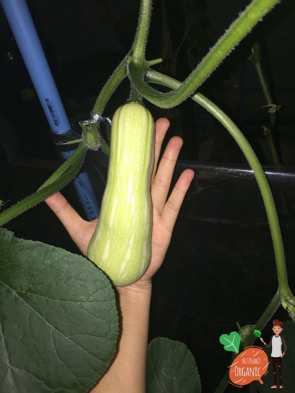 ปลูกฟักทองญี่ปุ่น ครั้งแรกก็ได้กิน