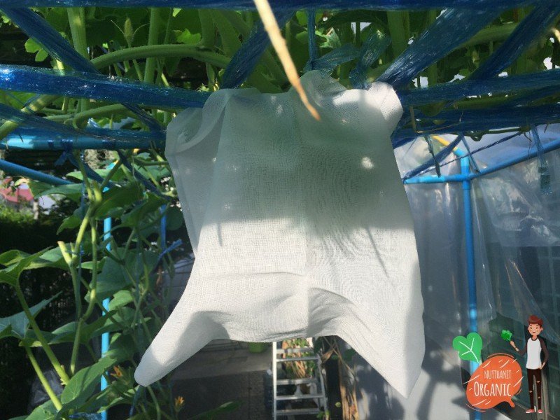 ปลูกฟักทองญี่ปุ่น ครั้งแรกก็ได้กิน