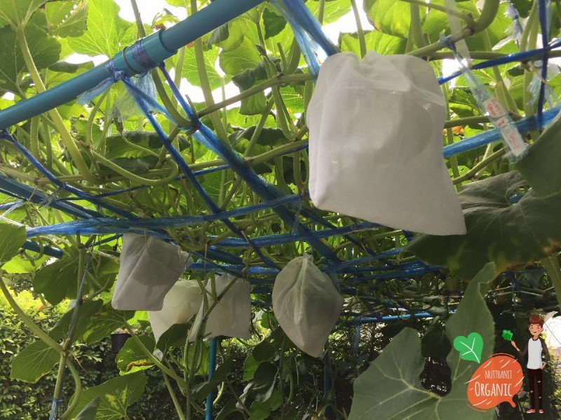 ปลูกฟักทองญี่ปุ่น ครั้งแรกก็ได้กิน