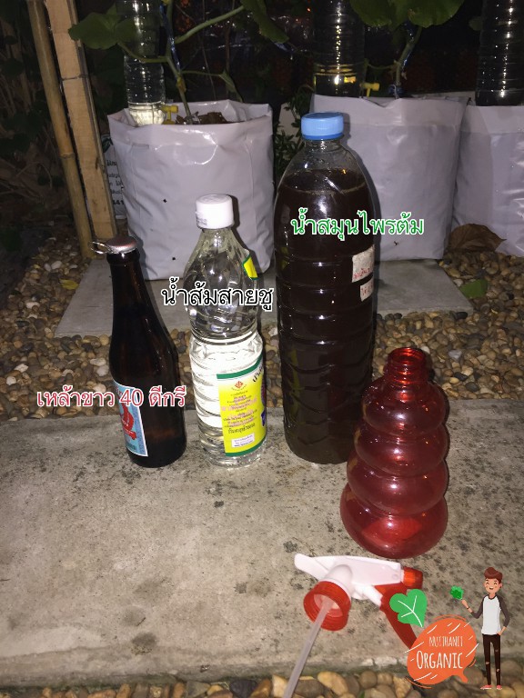 ปลูกฟักทองญี่ปุ่น ครั้งแรกก็ได้กิน