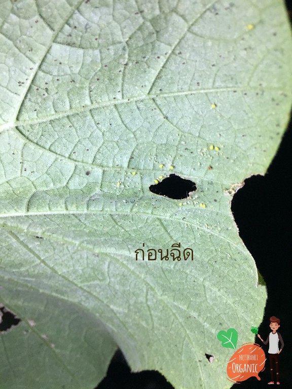 ปลูกฟักทองญี่ปุ่น ครั้งแรกก็ได้กิน