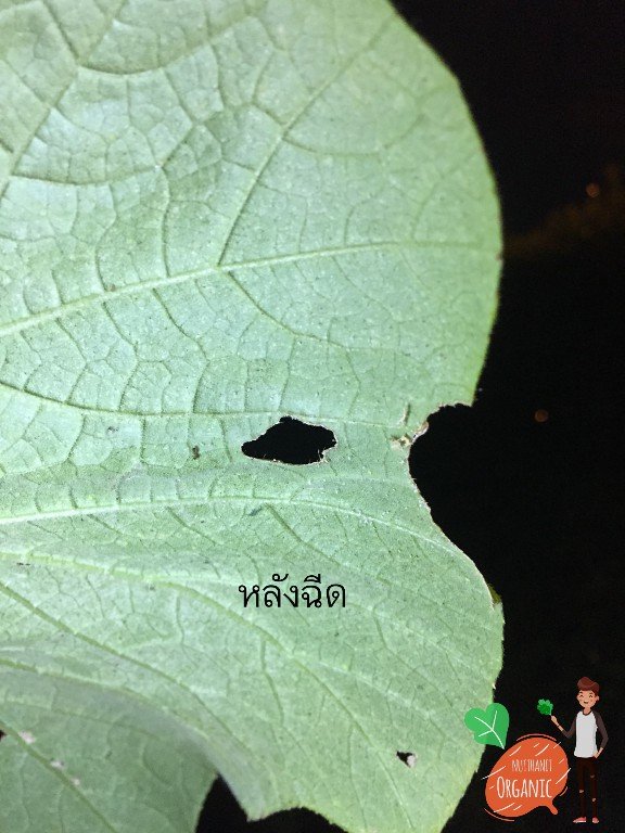 ปลูกฟักทองญี่ปุ่น ครั้งแรกก็ได้กิน