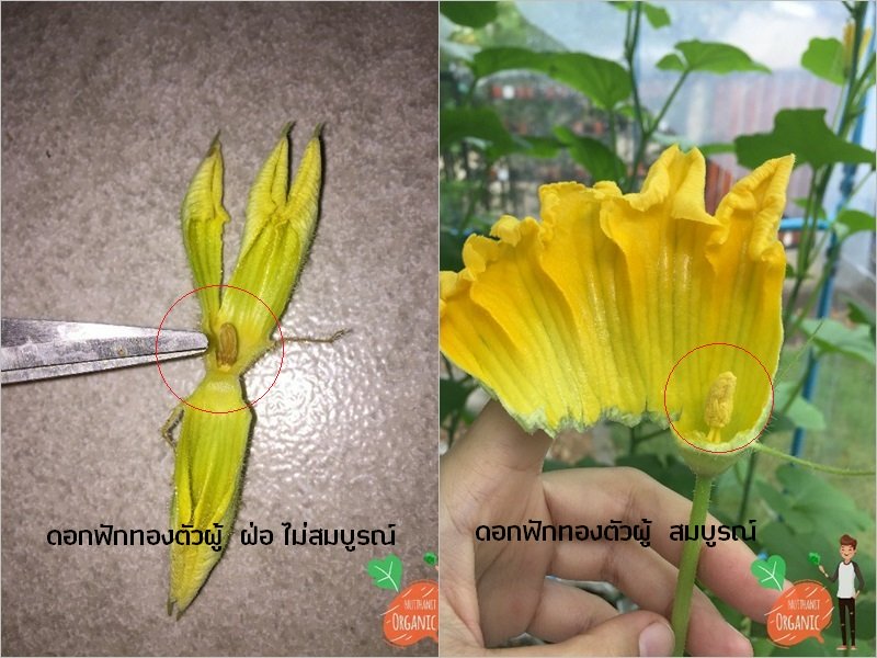 ปลูกฟักทองญี่ปุ่น ครั้งแรกก็ได้กิน