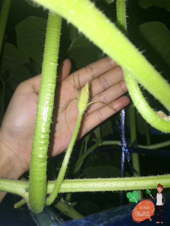 ปลูกฟักทองญี่ปุ่น ครั้งแรกก็ได้กิน