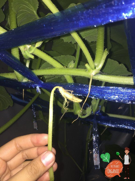 ปลูกฟักทองญี่ปุ่น ครั้งแรกก็ได้กิน