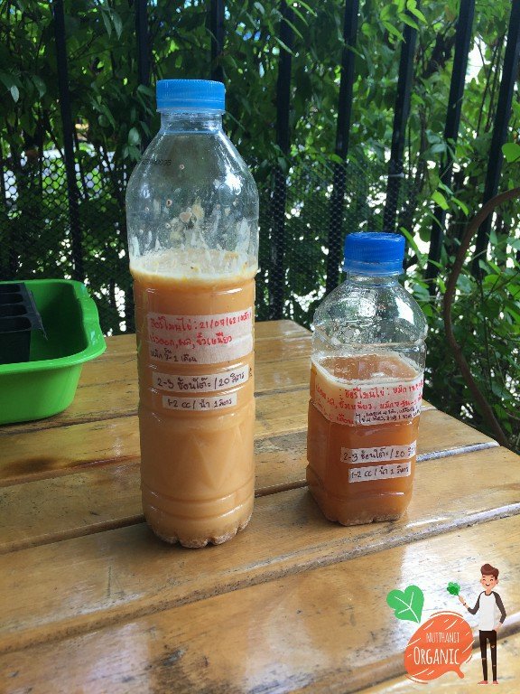 ปลูกฟักทองญี่ปุ่น ครั้งแรกก็ได้กิน