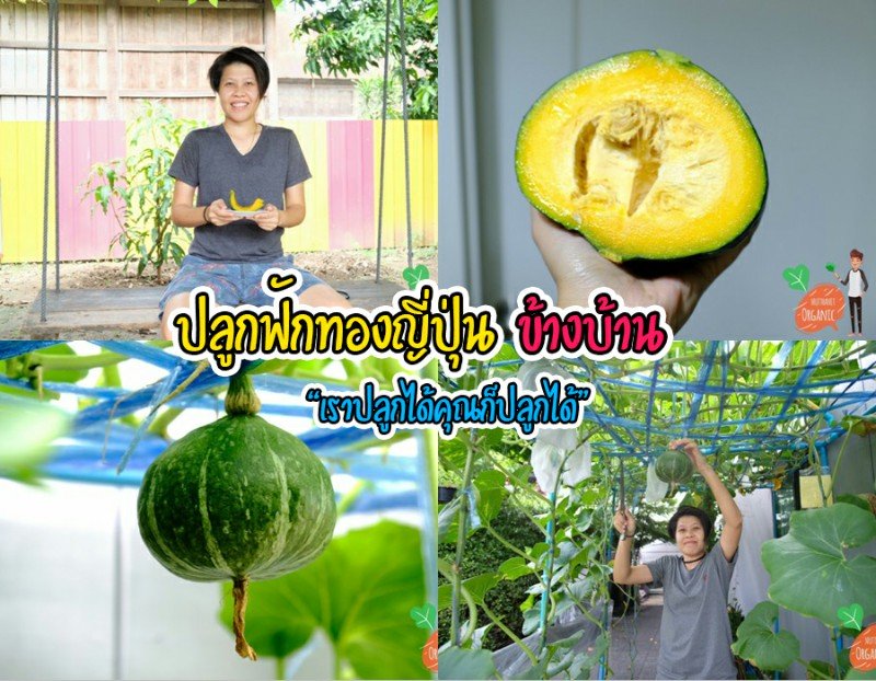 ปลูกฟักทองญี่ปุ่น ครั้งแรกก็ได้กิน