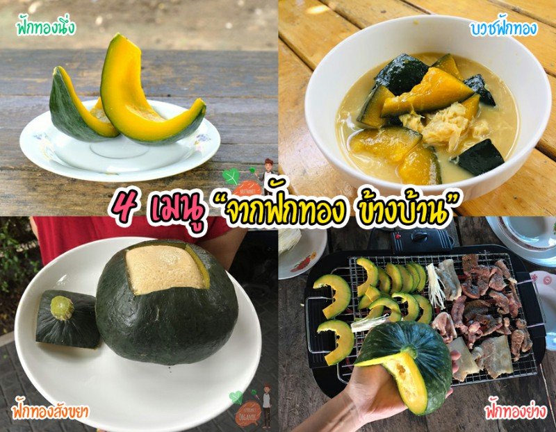 ปลูกฟักทองญี่ปุ่น ครั้งแรกก็ได้กิน