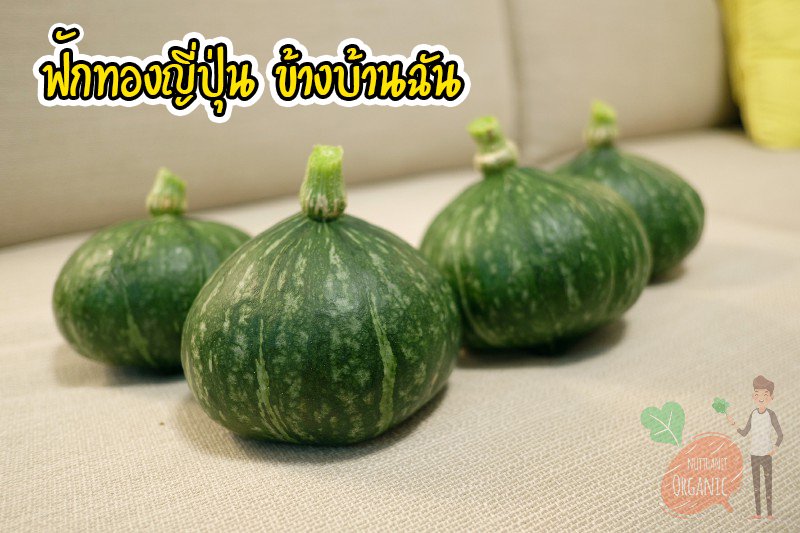 ปลูกฟักทองญี่ปุ่น ครั้งแรกก็ได้กิน