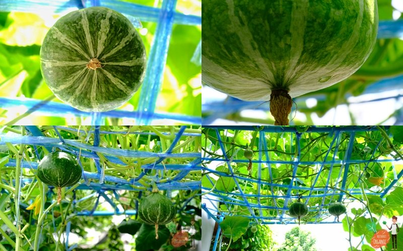 ปลูกฟักทองญี่ปุ่น ครั้งแรกก็ได้กิน