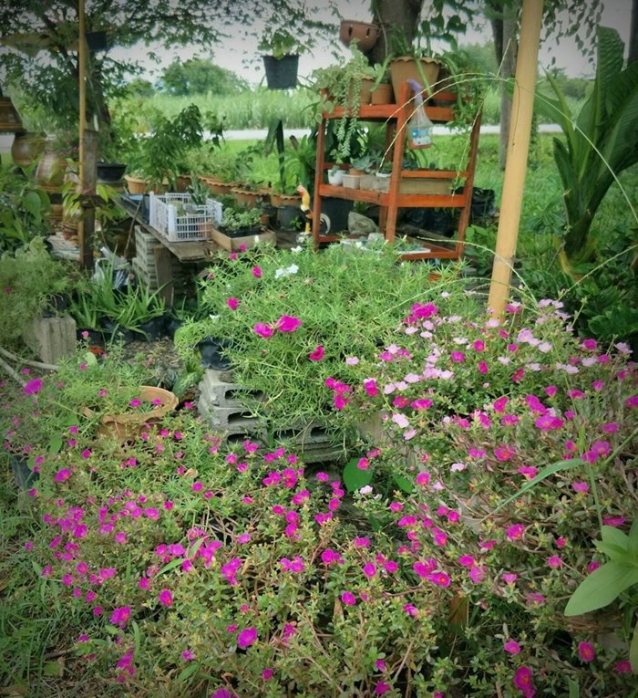ประสบการณ์จากวิศวกร “ลาออกจากงานมาเปิดร้านเกษตรที่บ้านเกิด” ใช้ชีวิตแบบเรียบง่ายพอเพียง แต่เต็มไปด้วยความสุข