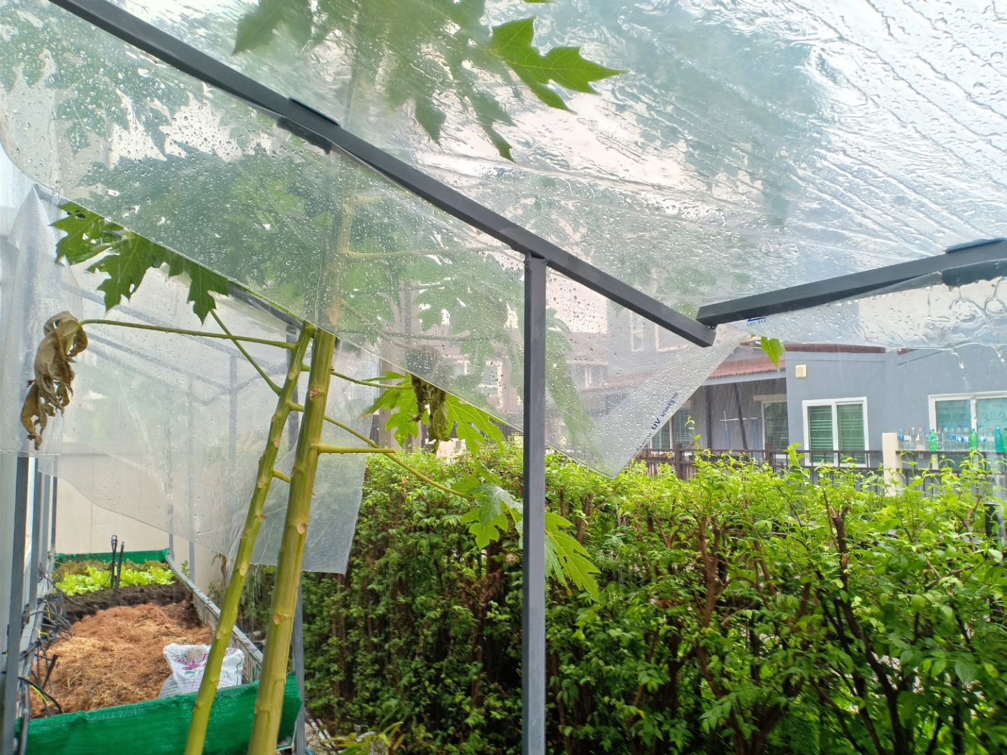 เปลี่ยนสวนข้างบ้านให้เป็น “แปลงผักออร์แกนิค” สำหรับเก็บกินเอง หรือปลูกขายเป็นรายได้เสริม