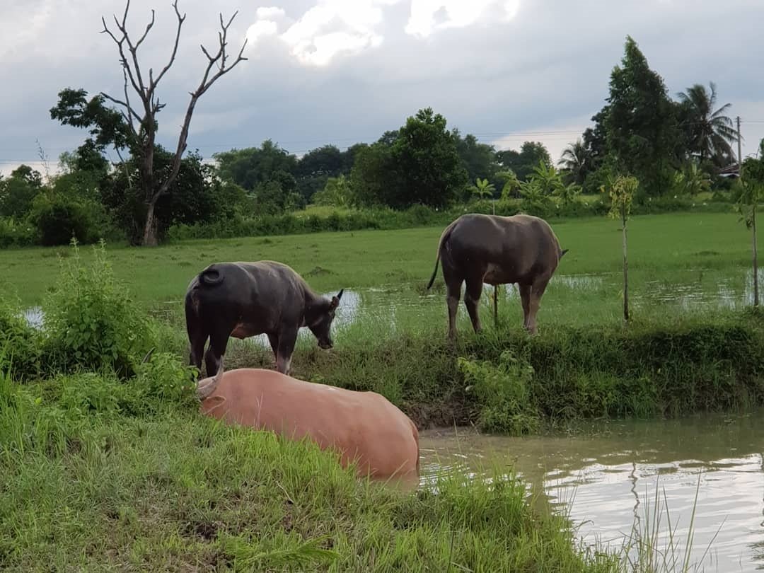 “เสือผจง” โหดจัด ในละคร แต่ชีวิตจริง “น้ำ รพีภัทร” เลือกวิถีหนุ่มบ้านๆ