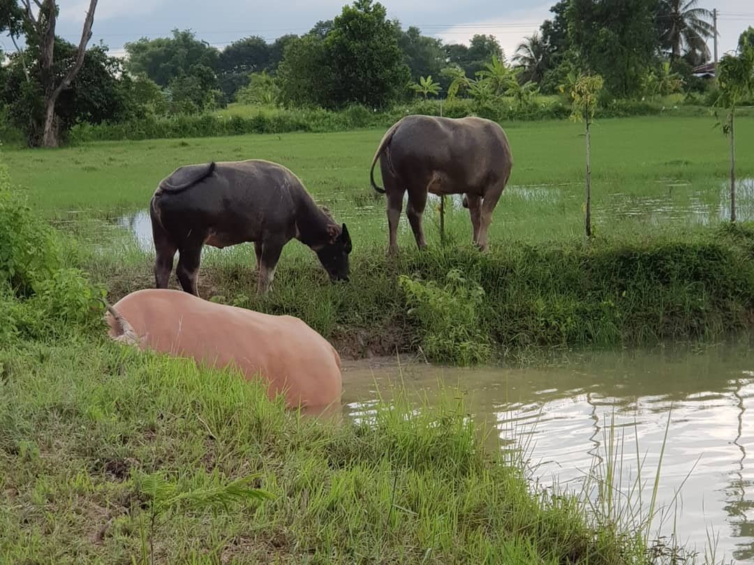 “เสือผจง” โหดจัด ในละคร แต่ชีวิตจริง “น้ำ รพีภัทร” เลือกวิถีหนุ่มบ้านๆ
