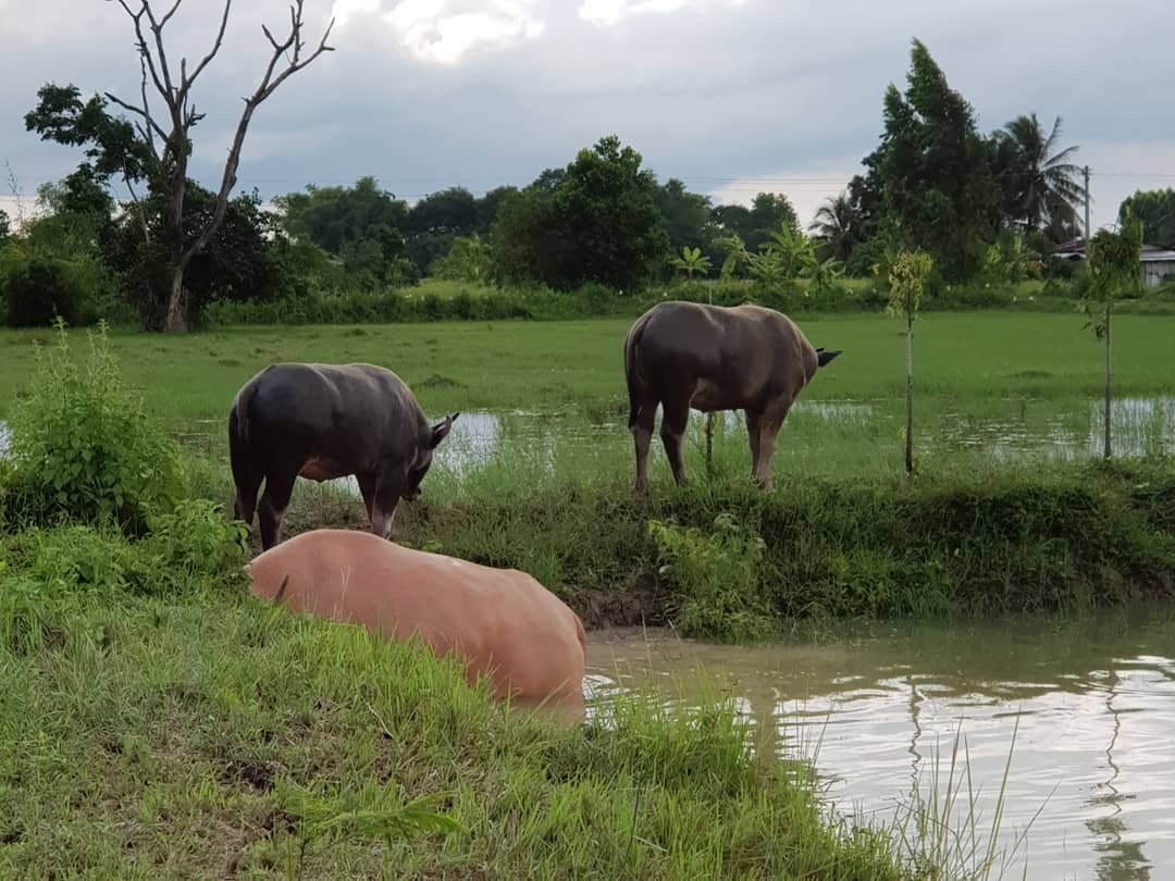 “เสือผจง” โหดจัด ในละคร แต่ชีวิตจริง “น้ำ รพีภัทร” เลือกวิถีหนุ่มบ้านๆ