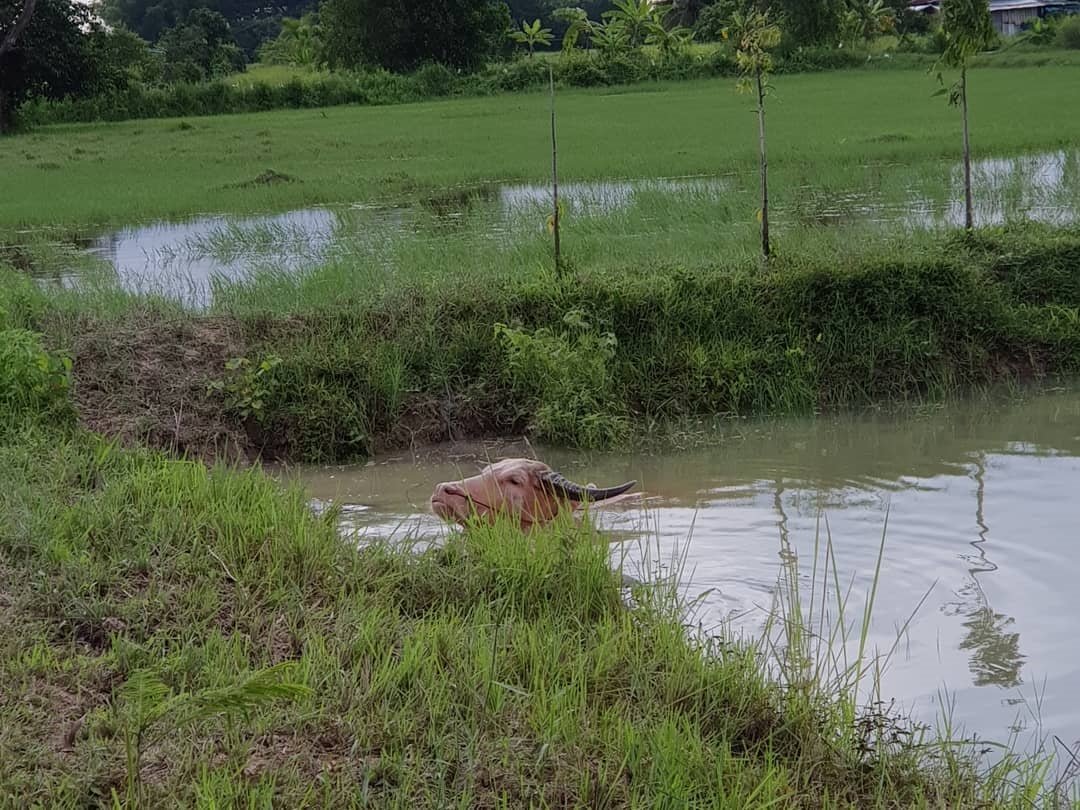 “เสือผจง” โหดจัด ในละคร แต่ชีวิตจริง “น้ำ รพีภัทร” เลือกวิถีหนุ่มบ้านๆ