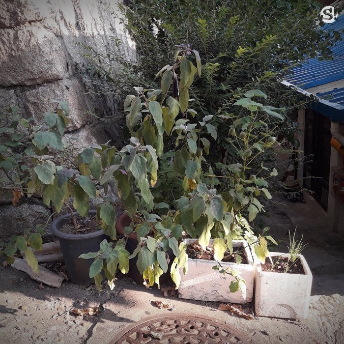 เมินโอปป้าแป๊บ พาชมสไตล์การตกแต่งที่เกาหลี หน้าบ้าน ผนัง และสิ่งเล็กๆ น้อยๆ