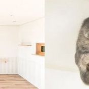 ชาวญี่ปุ่นออกแบบบ้านสไตล์ใหม่สำหรับทาสแมวโดยเฉพาะ