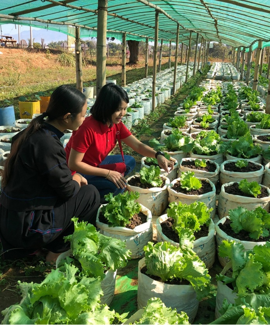 แม็คโคร เจาะแหล่งปลูกผักในรัฐฉาน สร้างโอกาสเกษตรกรท้องถิ่น  ร่วมพัฒนามาตรฐานความปลอดภัยตลอดห่วงโซ่อาหาร