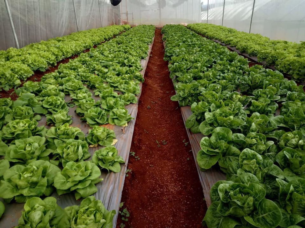 แม็คโคร เจาะแหล่งปลูกผักในรัฐฉาน สร้างโอกาสเกษตรกรท้องถิ่น  ร่วมพัฒนามาตรฐานความปลอดภัยตลอดห่วงโซ่อาหาร