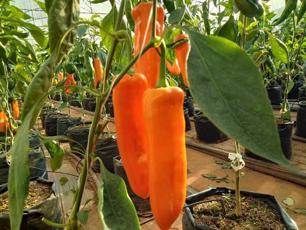 แม็คโคร เจาะแหล่งปลูกผักในรัฐฉาน สร้างโอกาสเกษตรกรท้องถิ่น  ร่วมพัฒนามาตรฐานความปลอดภัยตลอดห่วงโซ่อาหาร