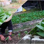 แชร์ประสบการณ์ “ปลูกผักกวางตุ้งฮ่องเต้” วิถีประหยัด ปลอดสารพิษ กินกันได้ทั้งบ้าน