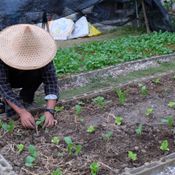 แชร์ประสบการณ์ “ปลูกผักกวางตุ้งฮ่องเต้” วิถีประหยัด ปลอดสารพิษ กินกันได้ทั้งบ้าน