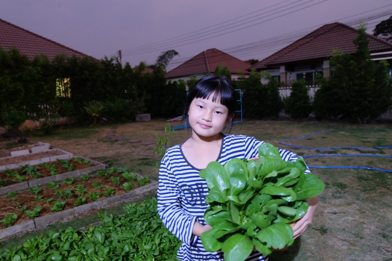 แชร์ประสบการณ์ “ปลูกผักกวางตุ้งฮ่องเต้” วิถีประหยัด ปลอดสารพิษ กินกันได้ทั้งบ้าน