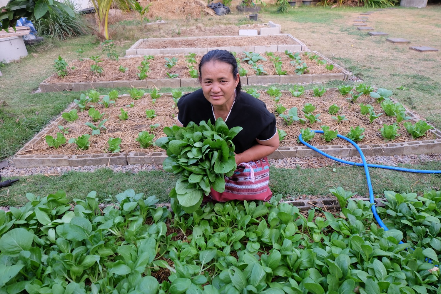 แชร์ประสบการณ์ “ปลูกผักกวางตุ้งฮ่องเต้” วิถีประหยัด ปลอดสารพิษ กินกันได้ทั้งบ้าน