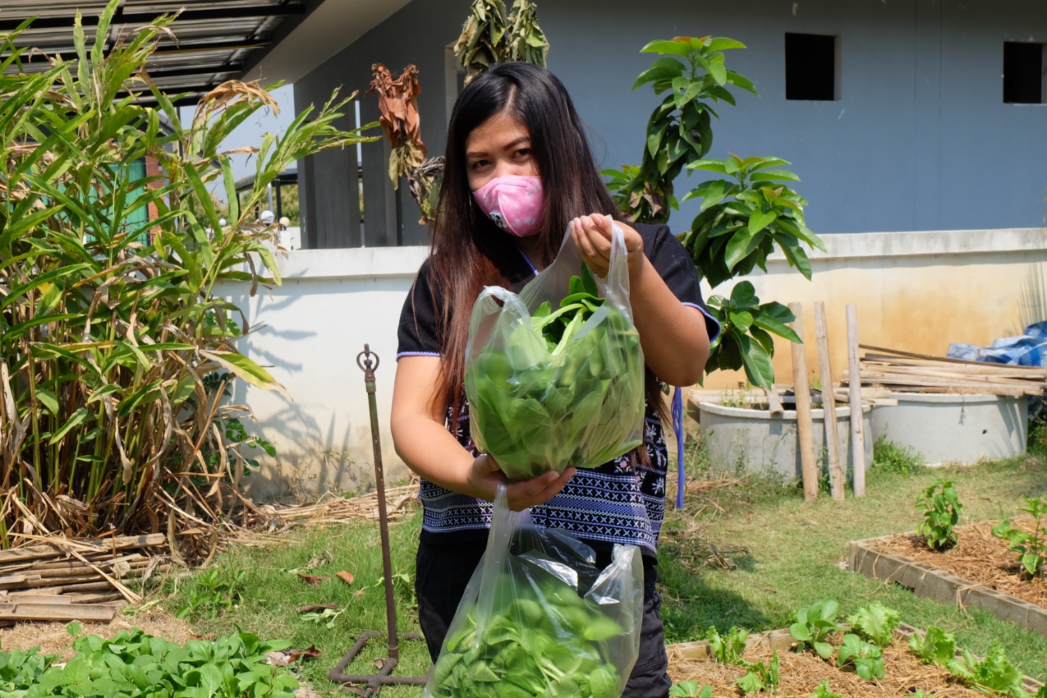 แชร์ประสบการณ์ “ปลูกผักกวางตุ้งฮ่องเต้” วิถีประหยัด ปลอดสารพิษ กินกันได้ทั้งบ้าน