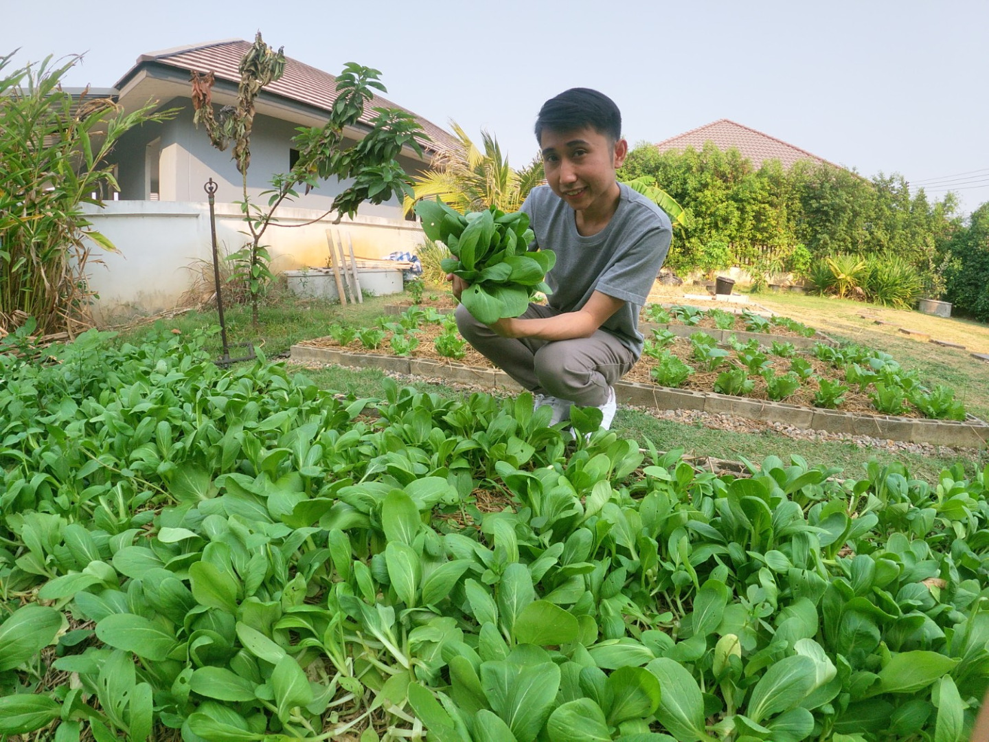 แชร์ประสบการณ์ “ปลูกผักกวางตุ้งฮ่องเต้” วิถีประหยัด ปลอดสารพิษ กินกันได้ทั้งบ้าน