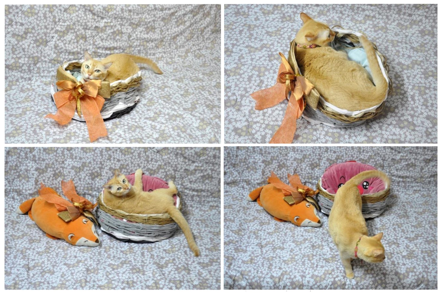 DIY “เสื้อผ้าเก่า” ให้เป็น “ที่นอน” อันแสนอบอุ่นสำหรับเจ้าเหมียว