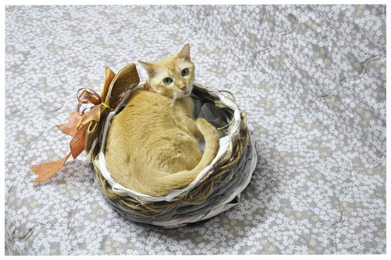 DIY “เสื้อผ้าเก่า” ให้เป็น “ที่นอน” อันแสนอบอุ่นสำหรับเจ้าเหมียว