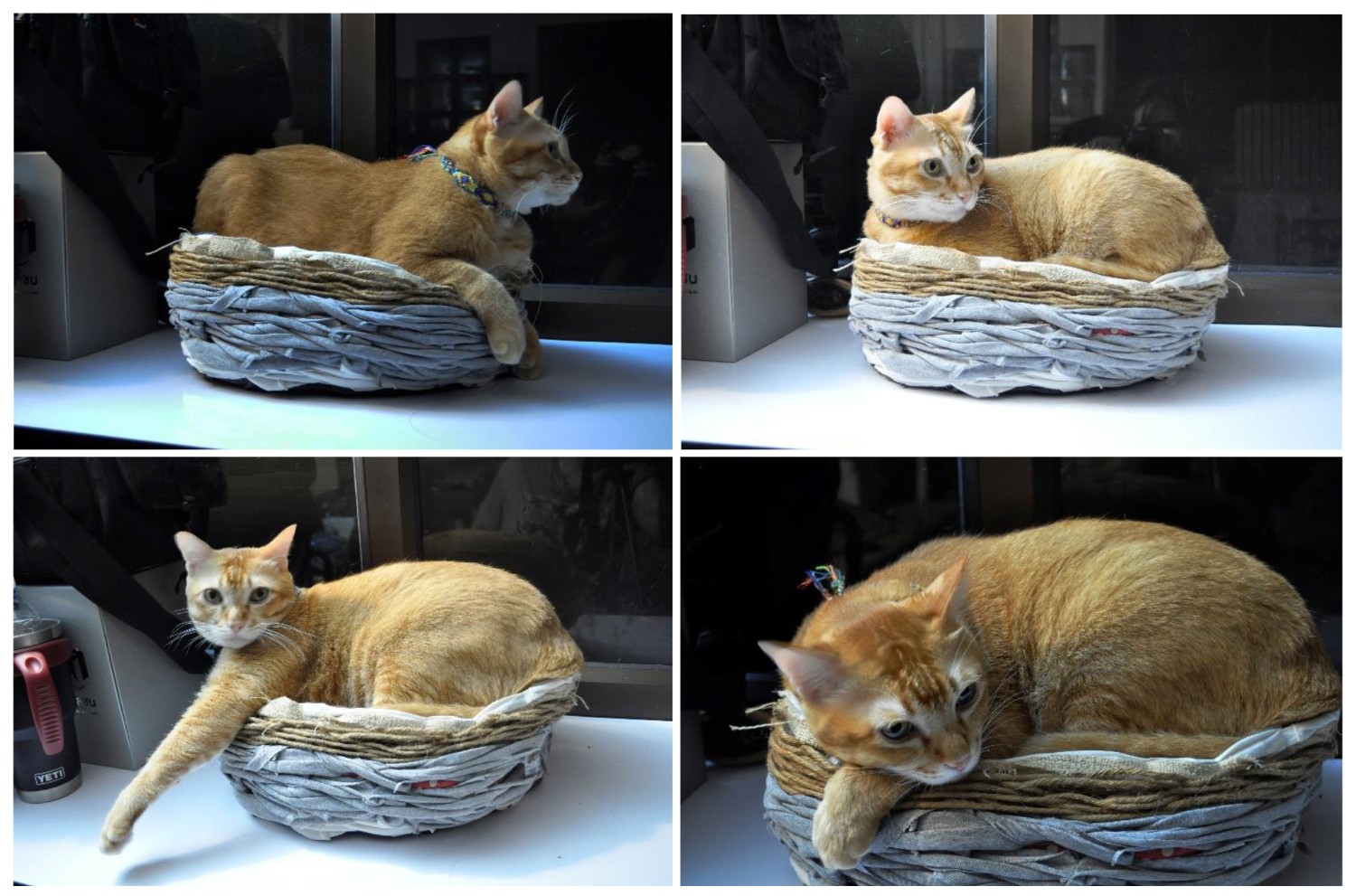 DIY “เสื้อผ้าเก่า” ให้เป็น “ที่นอน” อันแสนอบอุ่นสำหรับเจ้าเหมียว