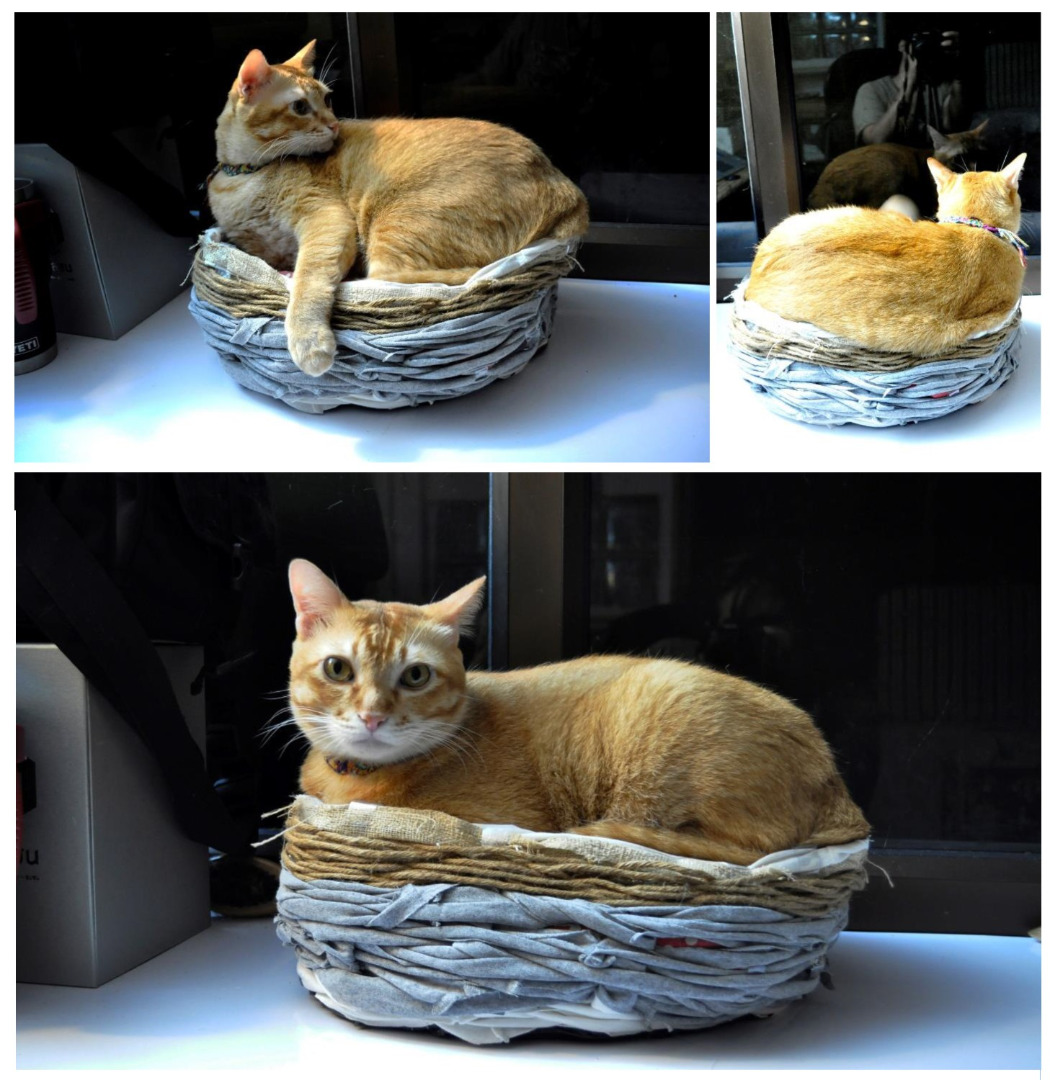 DIY “เสื้อผ้าเก่า” ให้เป็น “ที่นอน” อันแสนอบอุ่นสำหรับเจ้าเหมียว