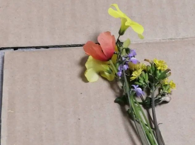 ทำดอกไม้ทับแห้งง่าย ๆ โดยใช้ไมโครเวฟตามวิธีของคนญี่ปุ่น