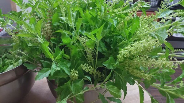 วิธีเก็บ “ใบกะเพรา” และ “โหระพา” แช่แข็งไว้ทานข้ามปี สำหรับคนที่อยู่ต่างประเทศ