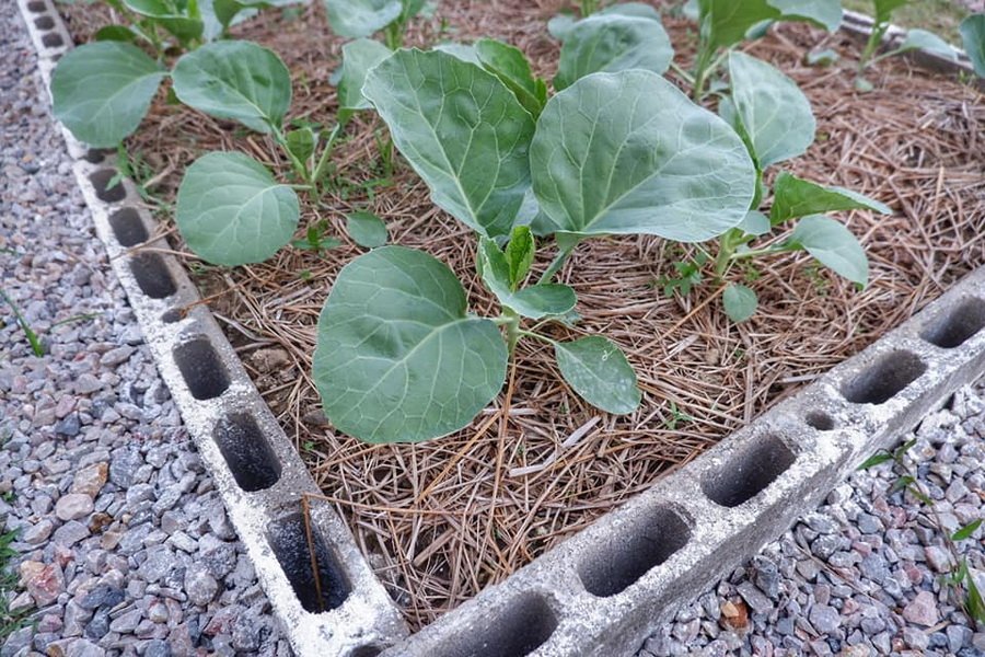 DIY “ทำแปลงผักจากอิฐบล็อก” ทำง่าย สวยงาม เป็นระเบียบ ด้วยงบประมาณ 1164 บาท