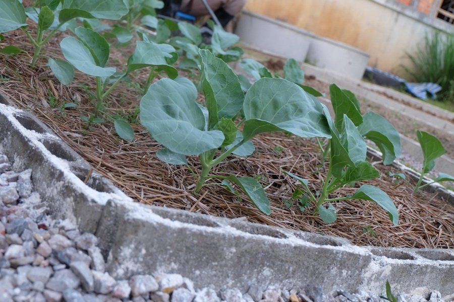 DIY “ทำแปลงผักจากอิฐบล็อก” ทำง่าย สวยงาม เป็นระเบียบ ด้วยงบประมาณ 1164 บาท