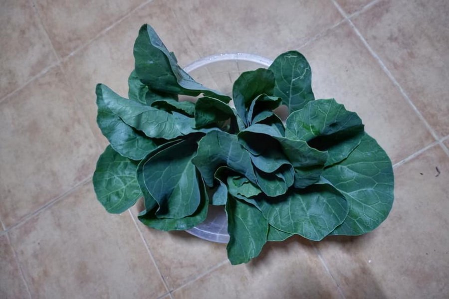 DIY “ทำแปลงผักจากอิฐบล็อก” ทำง่าย สวยงาม เป็นระเบียบ ด้วยงบประมาณ 1164 บาท