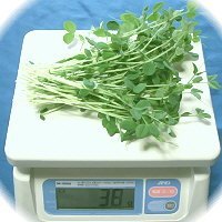 “โตเมียว” ยอดอ่อนถั่วลันเตามากคุณค่า กับวิธีการเพาะครั้งเดียวให้เก็บเกี่ยวได้ถึง 3 ครั้ง