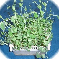 “โตเมียว” ยอดอ่อนถั่วลันเตามากคุณค่า กับวิธีการเพาะครั้งเดียวให้เก็บเกี่ยวได้ถึง 3 ครั้ง