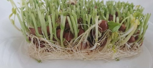 “โตเมียว” ยอดอ่อนถั่วลันเตามากคุณค่า กับวิธีการเพาะครั้งเดียวให้เก็บเกี่ยวได้ถึง 3 ครั้ง