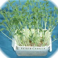 “โตเมียว” ยอดอ่อนถั่วลันเตามากคุณค่า กับวิธีการเพาะครั้งเดียวให้เก็บเกี่ยวได้ถึง 3 ครั้ง