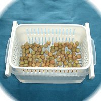 “โตเมียว” ยอดอ่อนถั่วลันเตามากคุณค่า กับวิธีการเพาะครั้งเดียวให้เก็บเกี่ยวได้ถึง 3 ครั้ง