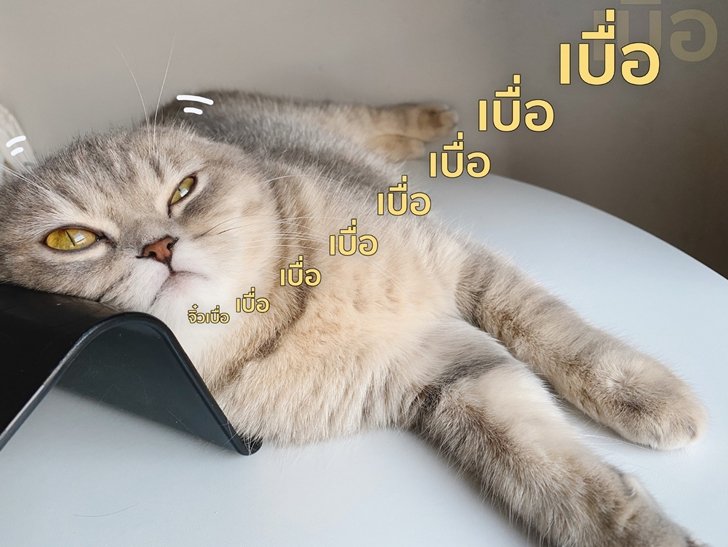 อยู่บ้านไม่เหงา เจ้าของเพจ" เราเขียนแฟนถ่าย"  DIY มุมในบ้าน อวดคอนเทนต์เก๋ๆ บนโลกโซเชียล