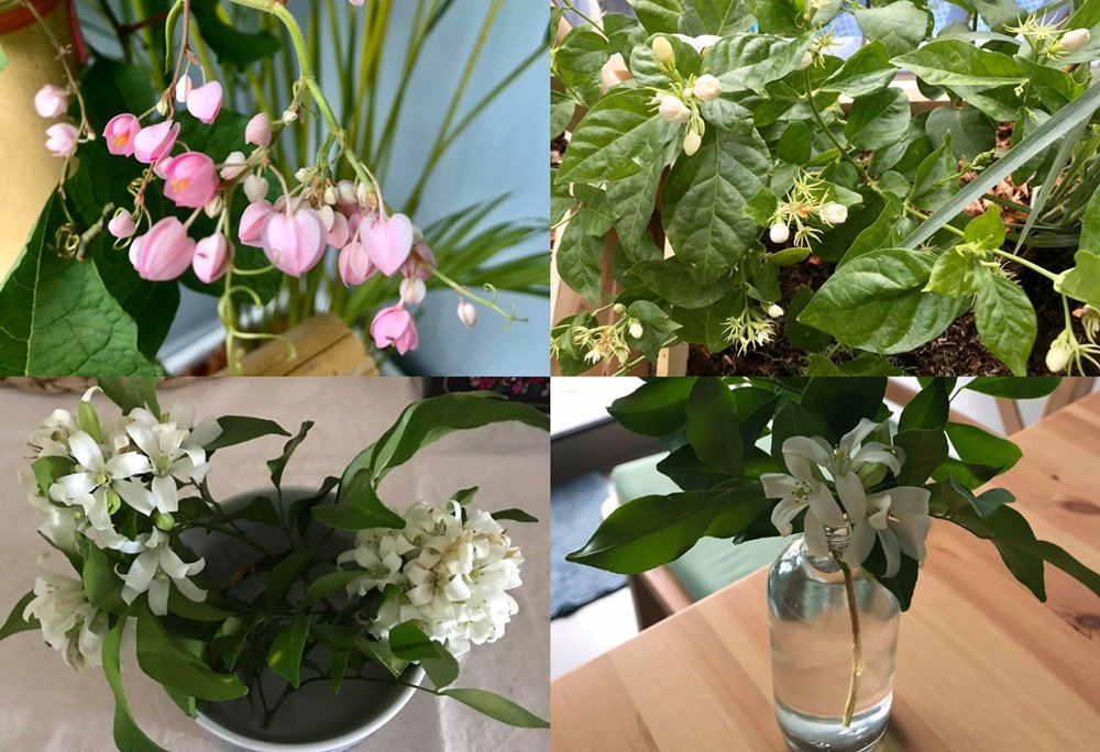 เปลี่ยนระเบียงคอนโดเป็นแปลงผักสวนครัวของคนเมือง